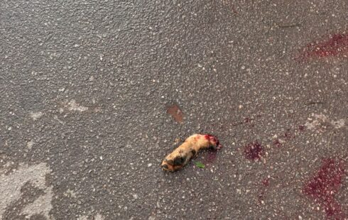 Cão luta pela vida após esquartejamento; dono é o principal suspeito