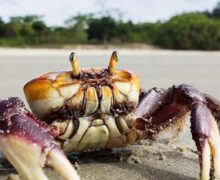 Defeso do caranguejo-uçá em 2026 terá seis períodos no Amapá