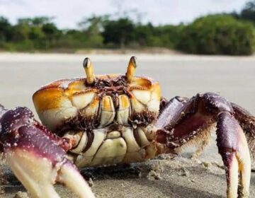 Defeso do caranguejo-uçá em 2026 terá seis períodos no Amapá