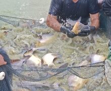 Após vender 2 toneladas de pirapitinga em feira, Tartarugalzinho anuncia centro de alevinos