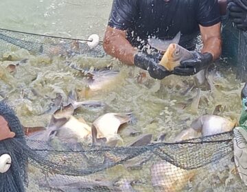 Após vender 2 toneladas de pirapitinga em feira, Tartarugalzinho anuncia centro de alevinos