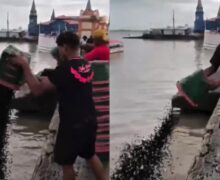 Açaí é descartado após alta no preço e deterioração do fruto