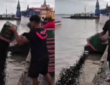 Açaí é descartado após alta no preço e deterioração do fruto