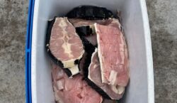 Fiscalização intercepta jacaré, tracajás e pássaros na AP-70