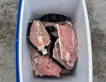 Fiscalização intercepta jacaré, tracajás e pássaros na AP-70