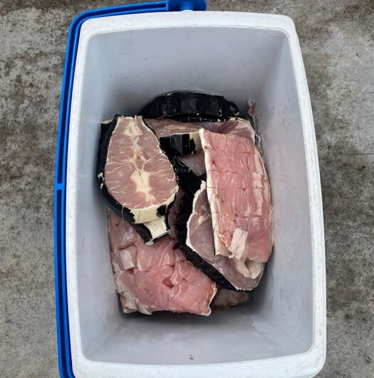 Fiscalização intercepta jacaré, tracajás e pássaros na AP-70