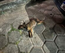 Morte de cachorros por envenenamento é investigada em Macapá