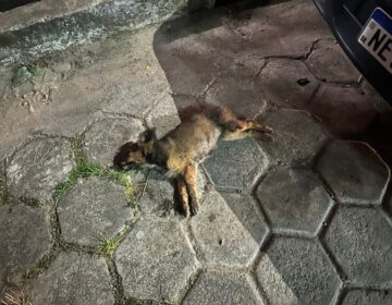 Morte de cachorros por envenenamento é investigada em Macapá