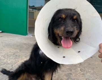 Cão mutilado passa por cirurgias e reaprende a andar com duas patas e meia