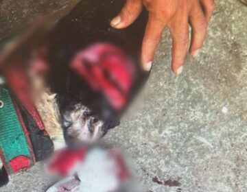 Dono é indiciado por matar um cão e mutilar outro com golpes de facão