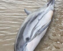 Golfinho é encontrado morto em praia de água doce