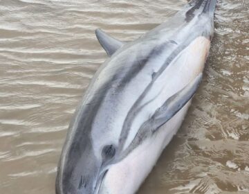 Golfinho é encontrado morto em praia de água doce