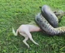 Cachorro sobrevive a ataque de sucuri após resgate do Exército