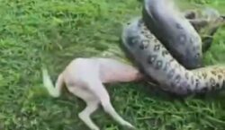 Cachorro sobrevive a ataque de sucuri após resgate do Exército