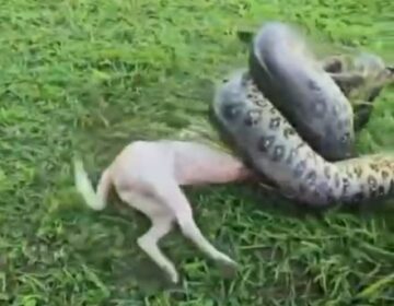 Cachorro sobrevive a ataque de sucuri após resgate do Exército