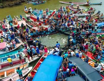 Pesca do mapará é liberada e vira celebração