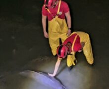 Botos encalhados mobilizam operação de salvamento em Macapá