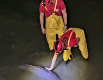 Botos encalhados mobilizam operação de salvamento em Macapá