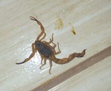 Picadas de escorpião lideram ocorrências com animais peçonhentos no Amapá