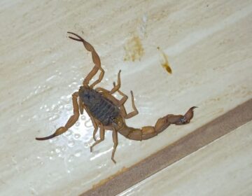 Picadas de escorpião lideram ocorrências com animais peçonhentos no Amapá