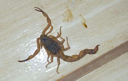 Picadas de escorpião lideram ocorrências com animais peçonhentos no Amapá