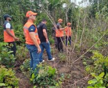 Vassoura-de-bruxa chega a Santana e acende alerta para avanço da praga no Amapá