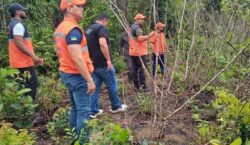 Vassoura-de-bruxa chega a Santana e acende alerta para avanço da praga no Amapá