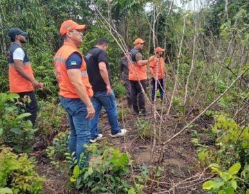 Vassoura-de-bruxa chega a Santana e acende alerta para avanço da praga no Amapá