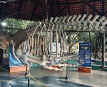 Museu Sacaca chega aos 24 anos com programação especial