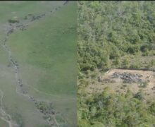 Ações tentam retirar búfalos ilegais e conter danos ambientais em reserva no Amapá