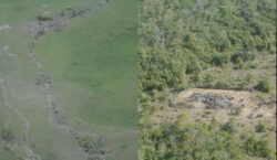 Ações tentam retirar búfalos ilegais e conter danos ambientais em reserva no Amapá