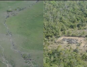 Ações tentam retirar búfalos ilegais e conter danos ambientais em reserva no Amapá