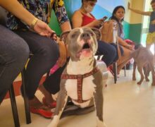 Hospital Veterinário de Macapá nunca teve contrato de 24h efetivado