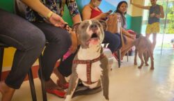 Hospital Veterinário de Macapá nunca teve contrato de 24h efetivado