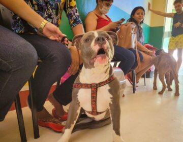 Hospital Veterinário de Macapá nunca teve contrato de 24h efetivado