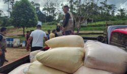 Praga na mandioca: governo distribui mais de 45 toneladas de farinha a indígenas