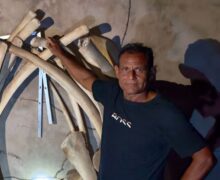 Ossada de baleia, espada e moedas: morador reúne achados com sonho de criar museu
