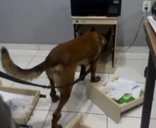 Alvo de operação, grupo comandado de dentro do Iapen movimentou R$ 52 milhões