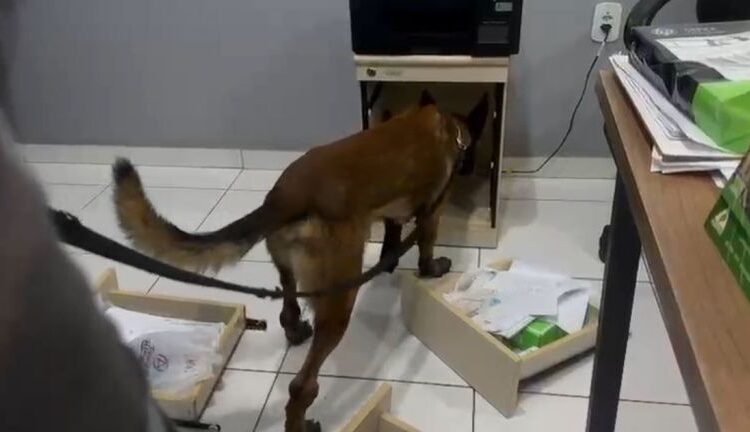 Alvo de operação, grupo comandado de dentro do Iapen movimentou R$ 52 milhões