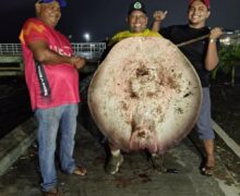 Amigos usam teto de carro para transportar arraia de 47kg