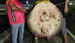 Amigos usam teto de carro para transportar arraia de 47kg