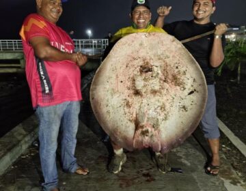 Amigos usam teto de carro para transportar arraia de 47kg