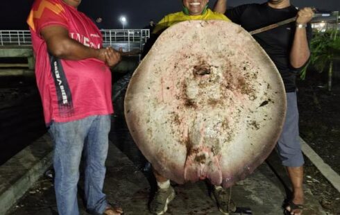 Amigos usam teto de carro para transportar arraia de 47kg
