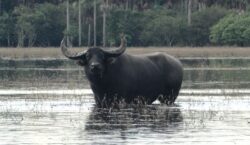 ‘Tratores de 4 patas’: MPF pressiona pecuaristas a retirar mais de 6 mil búfalos de reserva no Amapá