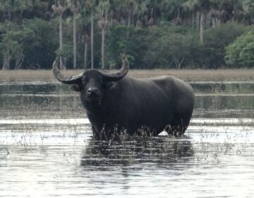 ‘Tratores de 4 patas’: MPF pressiona pecuaristas a retirar mais de 6 mil búfalos de reserva no Amapá