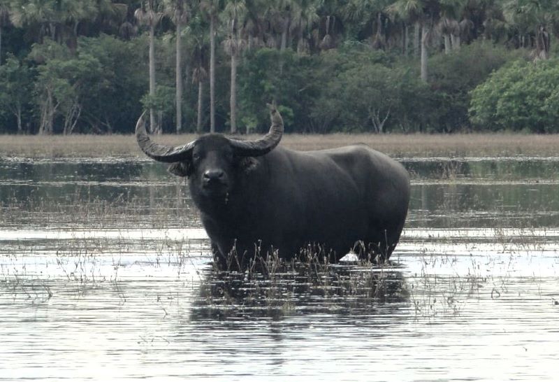 ‘Tratores de 4 patas’: MPF pressiona pecuaristas a retirar mais de 6 mil búfalos de reserva no Amapá