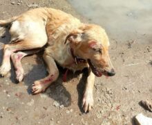 Cachorro acolhido por centro de reabilitação é baleado por vizinho em Macapá