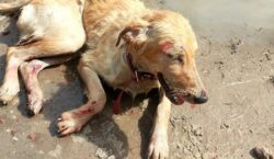 Cachorro acolhido por centro de reabilitação é baleado por vizinho em Macapá