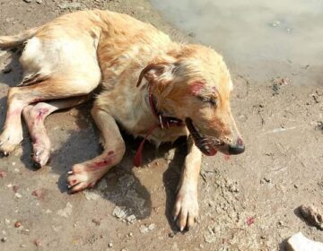 Cachorro acolhido por centro de reabilitação é baleado por vizinho em Macapá