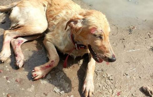 Cachorro acolhido por centro de reabilitação é baleado por vizinho em Macapá